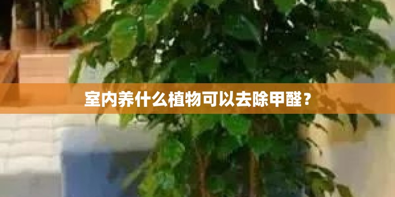 室内养什么植物可以去除甲醛？