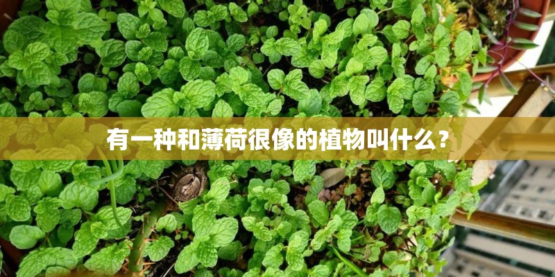 有一种和薄荷很像的植物叫什么？