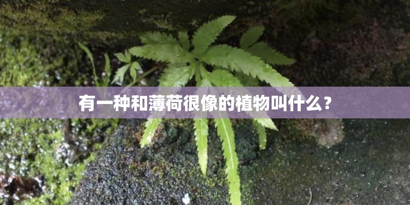有一种和薄荷很像的植物叫什么？