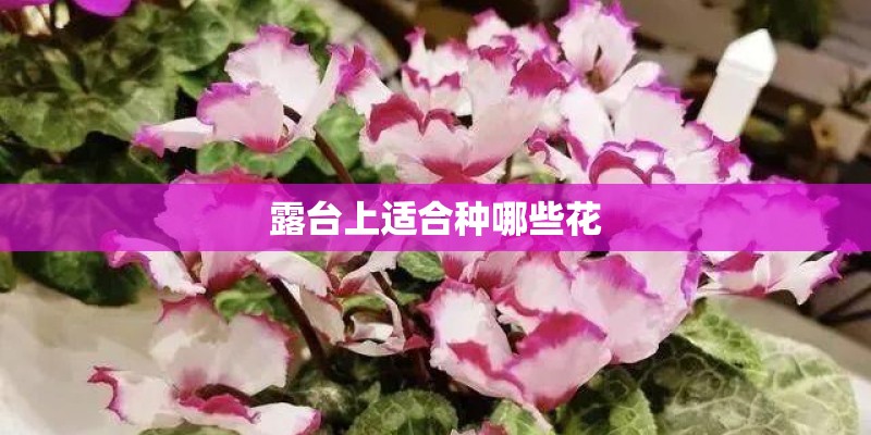 露台上适合种哪些花 露台上适合种哪些花