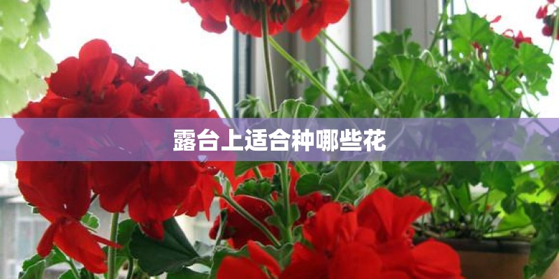 露台上适合种哪些花 露台上适合种哪些花