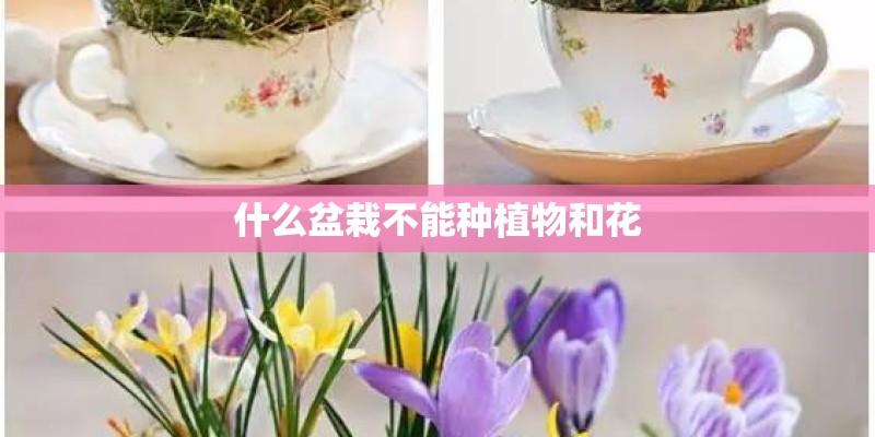 什么盆栽不能种植物和花