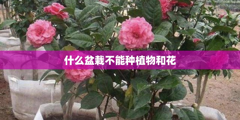 什么盆栽不能种植物和花