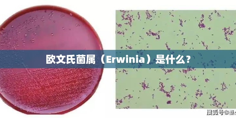 欧文氏菌属（Erwinia）是什么？