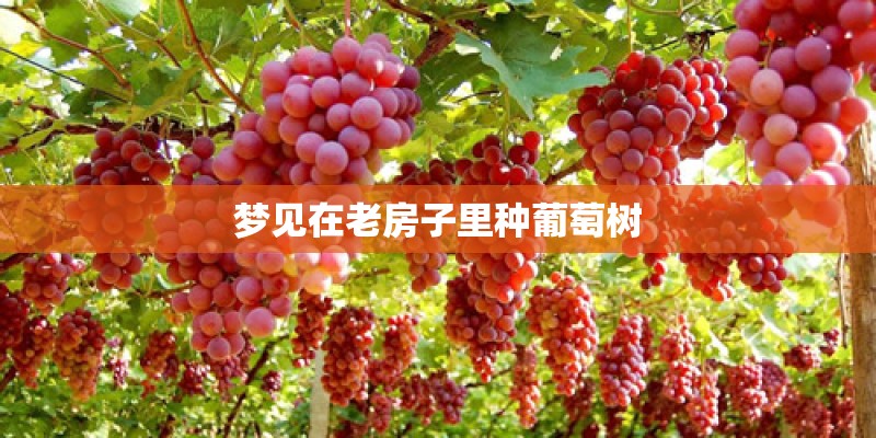 梦见在老房子里种葡萄树