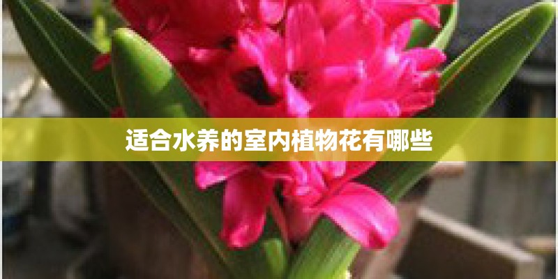 适合水养的室内植物花有哪些