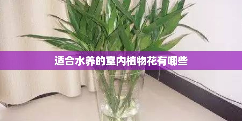 适合水养的室内植物花有哪些