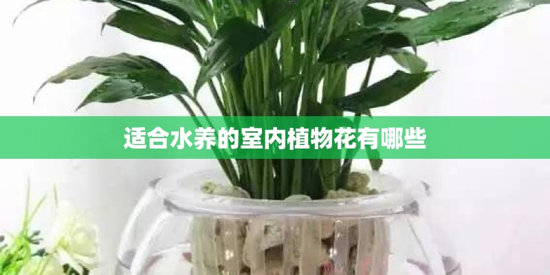 适合水养的室内植物花有哪些