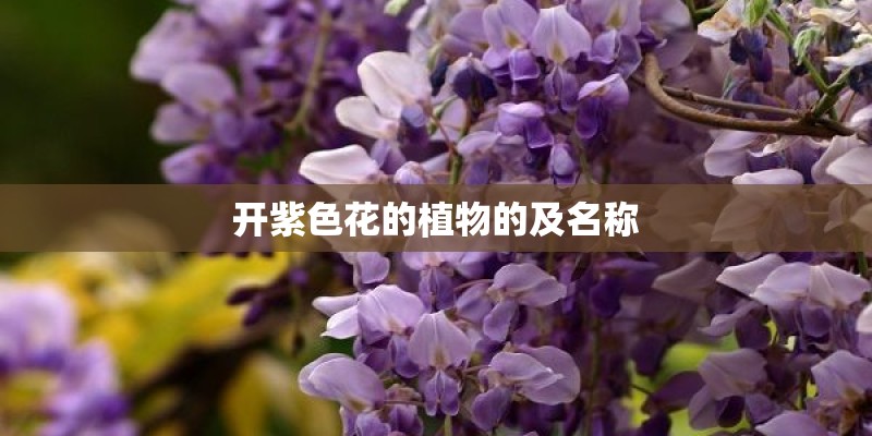 开紫色花的植物的及名称