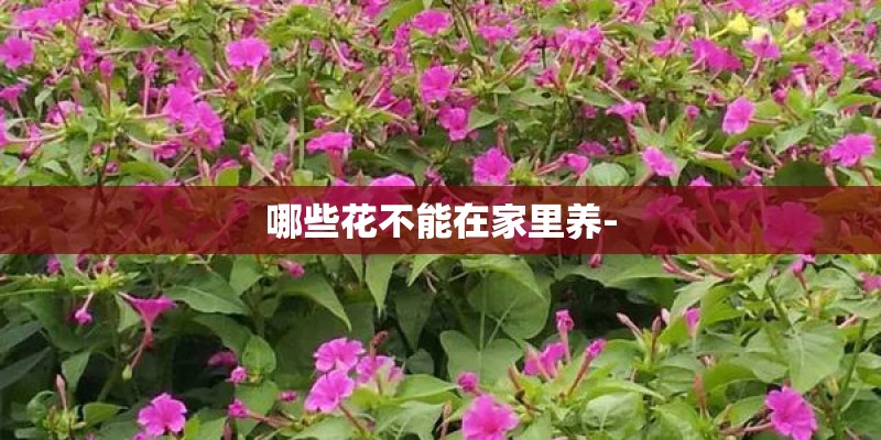 哪些花不能在家里养-