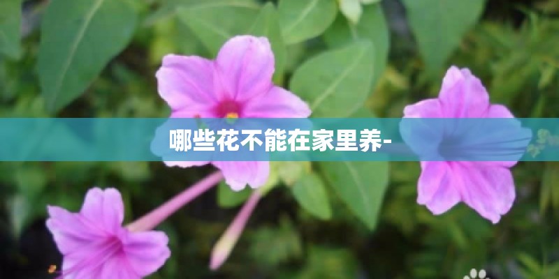 哪些花不能在家里养-
