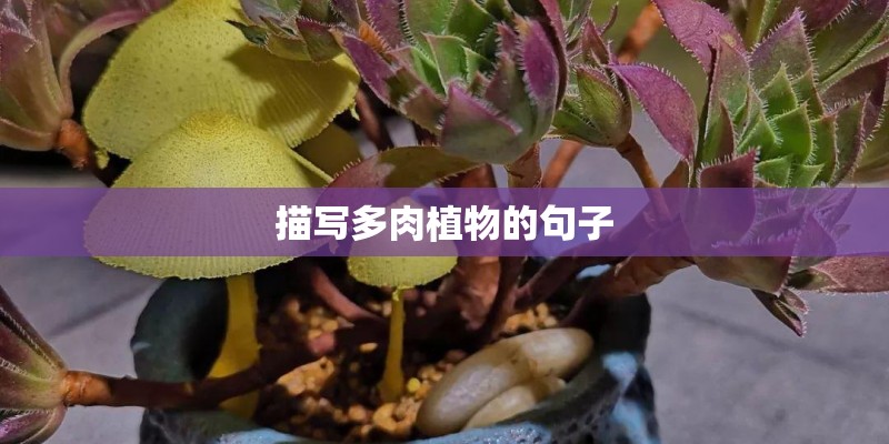 描写多肉植物的句子 描写多肉植物的句子