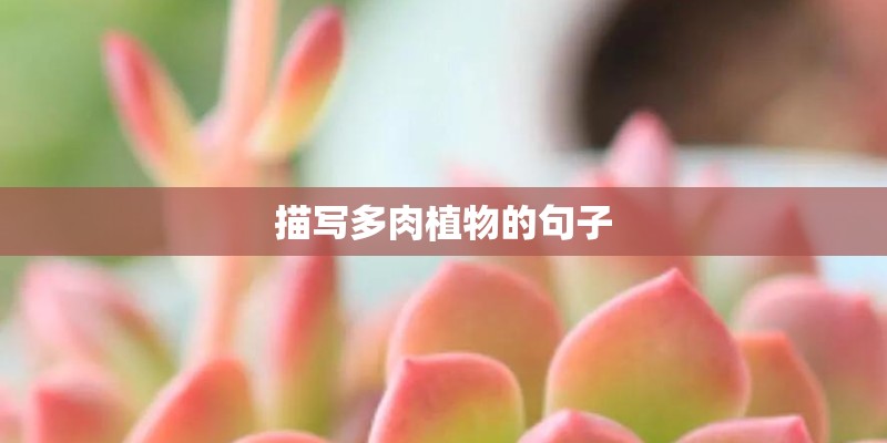 描写多肉植物的句子 描写多肉植物的句子