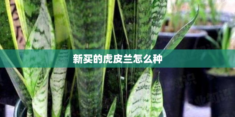 新买的虎皮兰怎么种