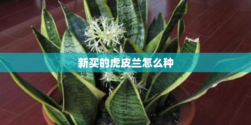 新买的虎皮兰怎么种