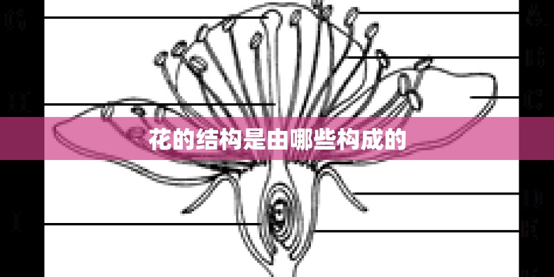花的结构是由哪些构成的