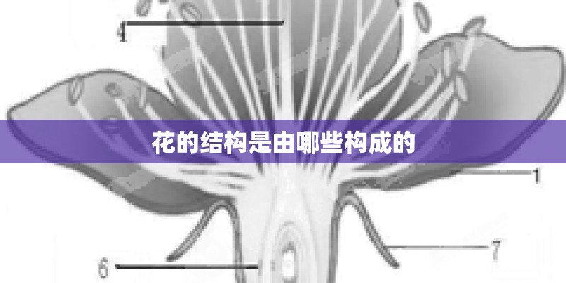 花的结构是由哪些构成的