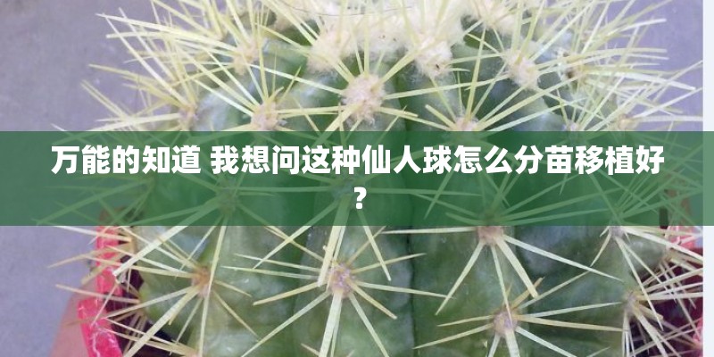 万能的知道 我想问这种仙人球怎么分苗移植好？