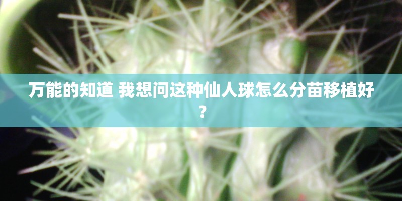 万能的知道 我想问这种仙人球怎么分苗移植好？