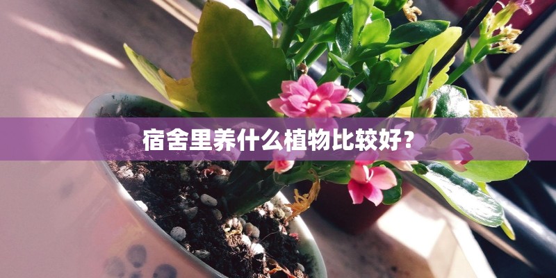 宿舍里养什么植物比较好？