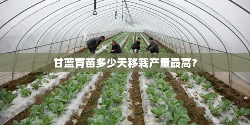 甘蓝育苗多少天移栽产量最高？
