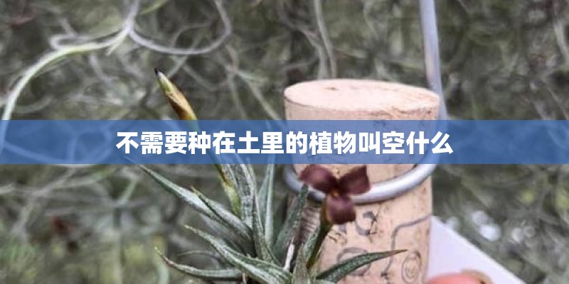 不需要种在土里的植物叫空什么