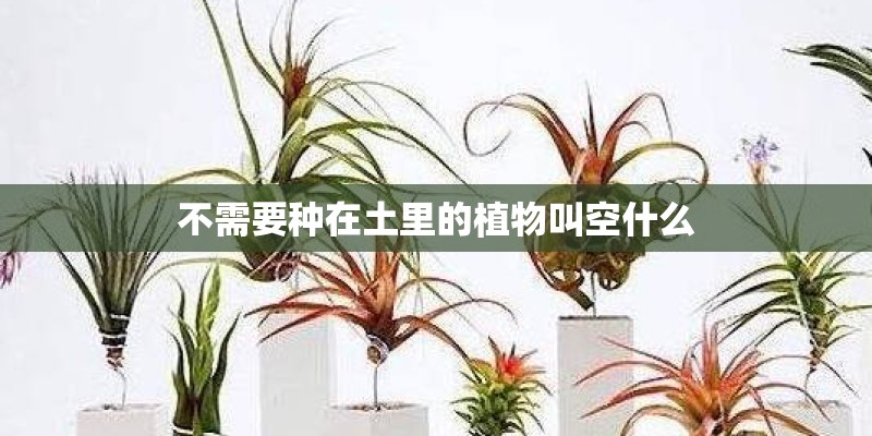 不需要种在土里的植物叫空什么