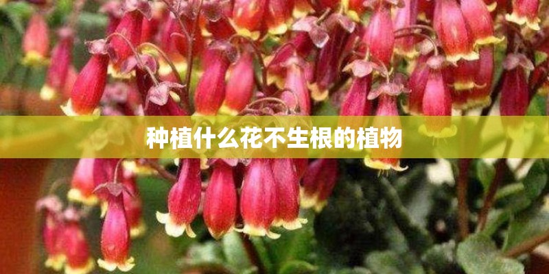 种植什么花不生根的植物