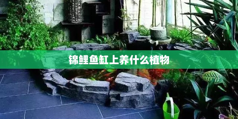 锦鲤鱼缸上养什么植物