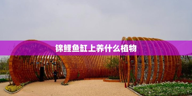 锦鲤鱼缸上养什么植物