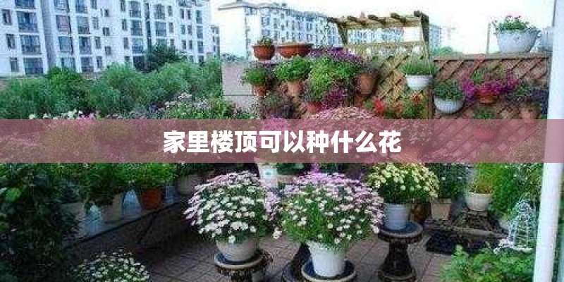 家里楼顶可以种什么花