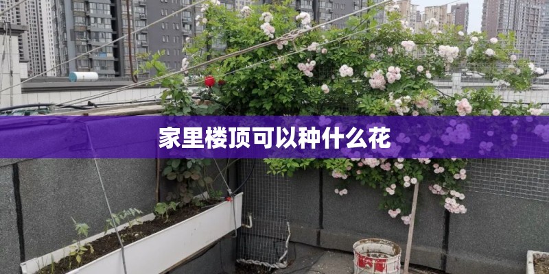 家里楼顶可以种什么花