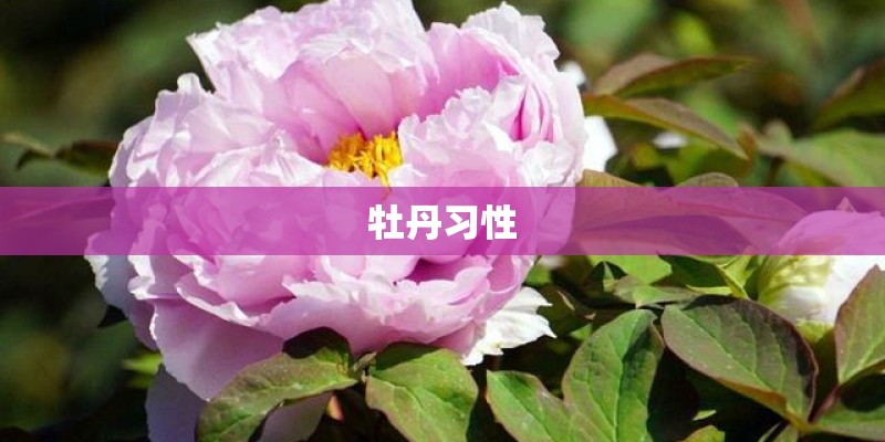 牡丹习性
