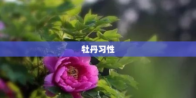 牡丹习性