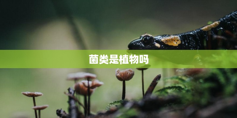 菌类是植物吗