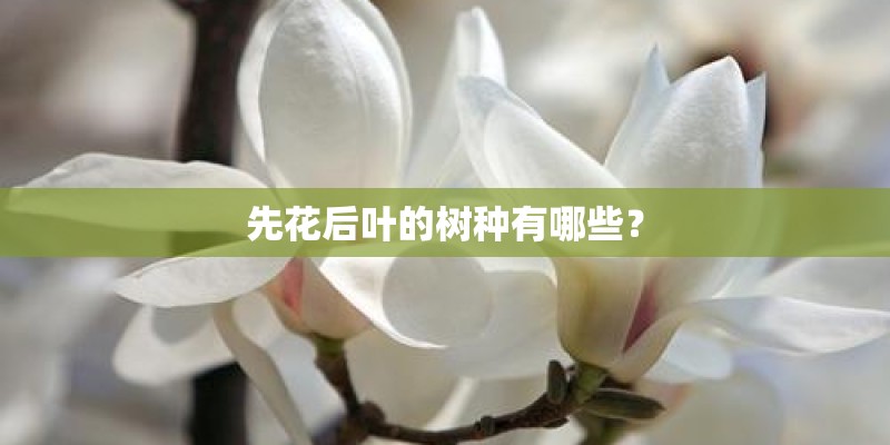 先花后叶的树种有哪些？