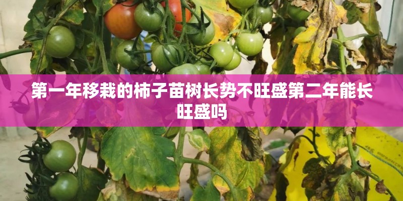 第一年移栽的柿子苗树长势不旺盛第二年能长旺盛吗