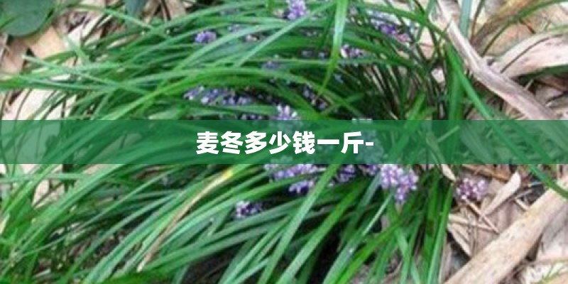 麦冬多少钱一斤-