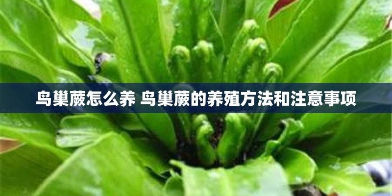 鸟巢蕨怎么养 鸟巢蕨的养殖方法和注意事项
