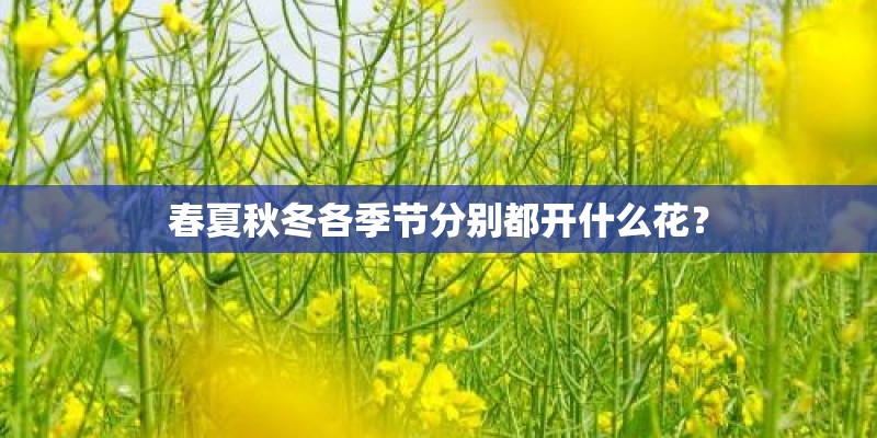 春夏秋冬各季节分别都开什么花？
