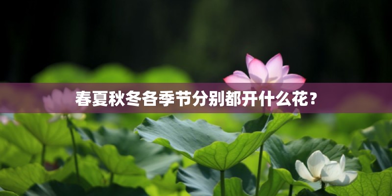 春夏秋冬各季节分别都开什么花？