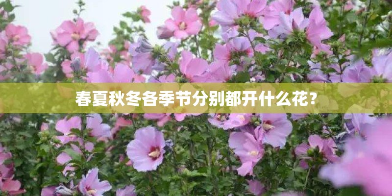 春夏秋冬各季节分别都开什么花？
