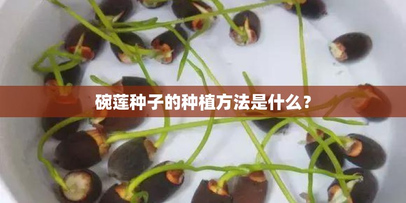 碗莲种子的种植方法是什么？