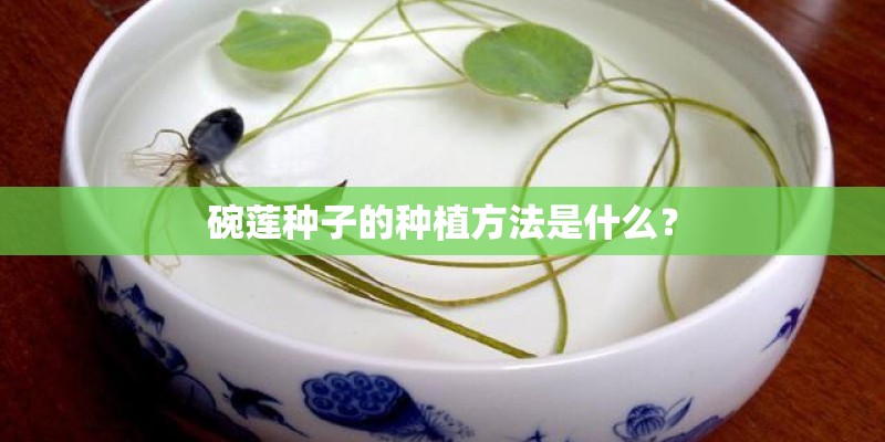 碗莲种子的种植方法是什么？