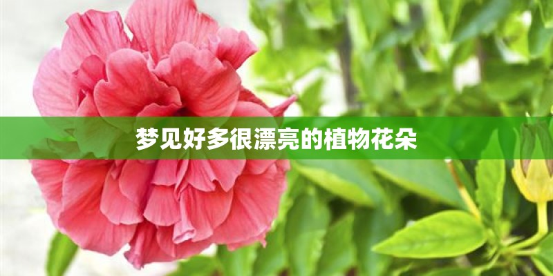 梦见好多很漂亮的植物花朵