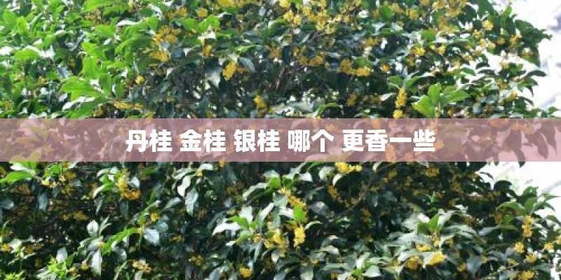 丹桂 金桂 银桂 哪个 更香一些