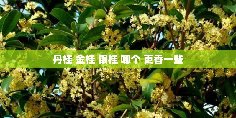 丹桂 金桂 银桂 哪个 更香一些