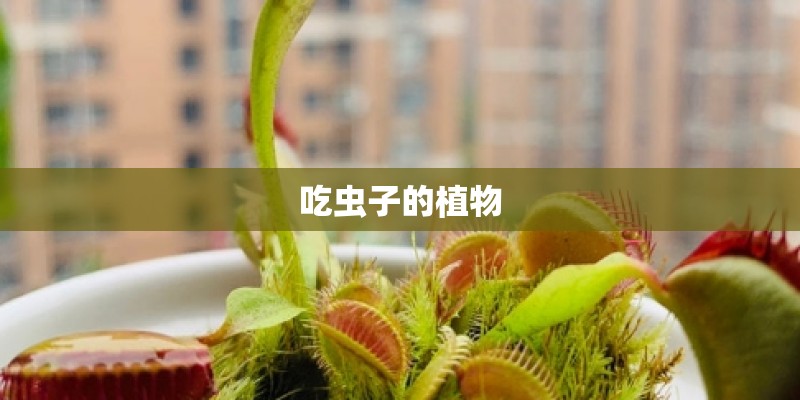 吃虫子的植物
