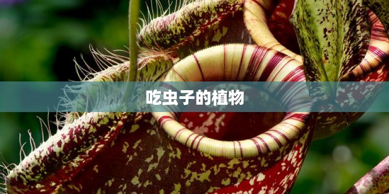 吃虫子的植物