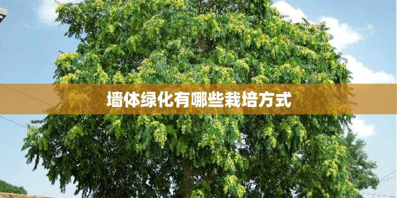 墙体绿化有哪些栽培方式